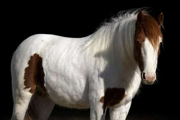 piebald-experienced-pony