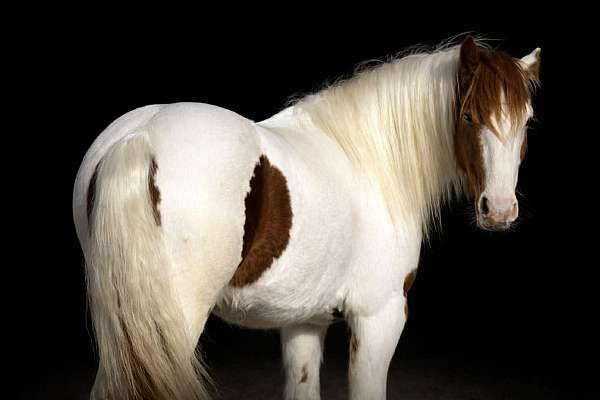 piebald-working-cattle-pony
