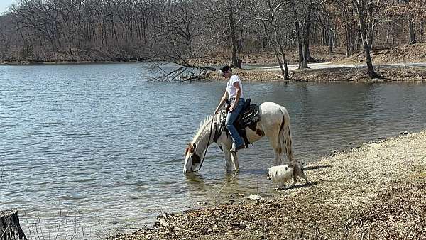 experienced-pony