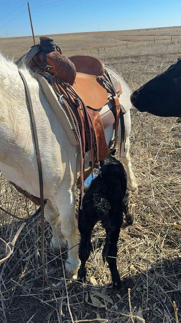 kid-safe-pony