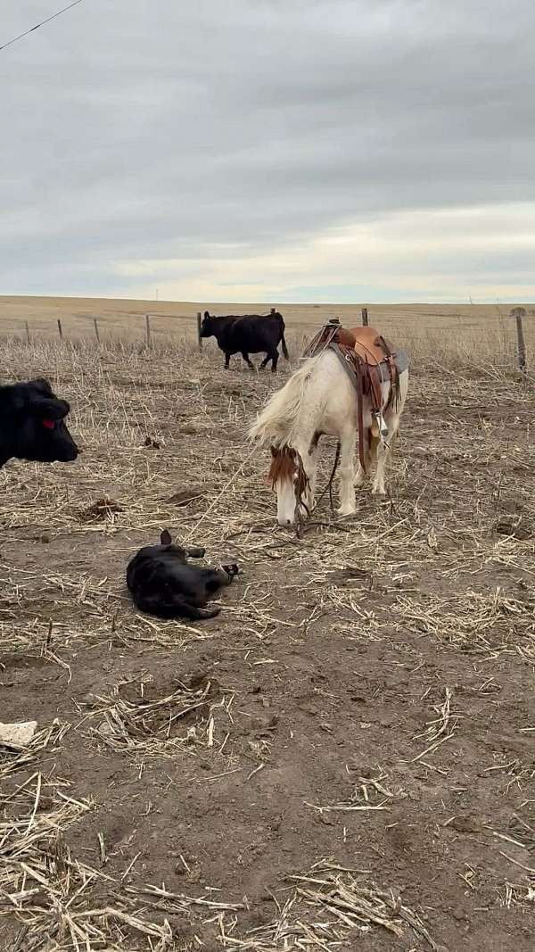 ranch-versatility-pony