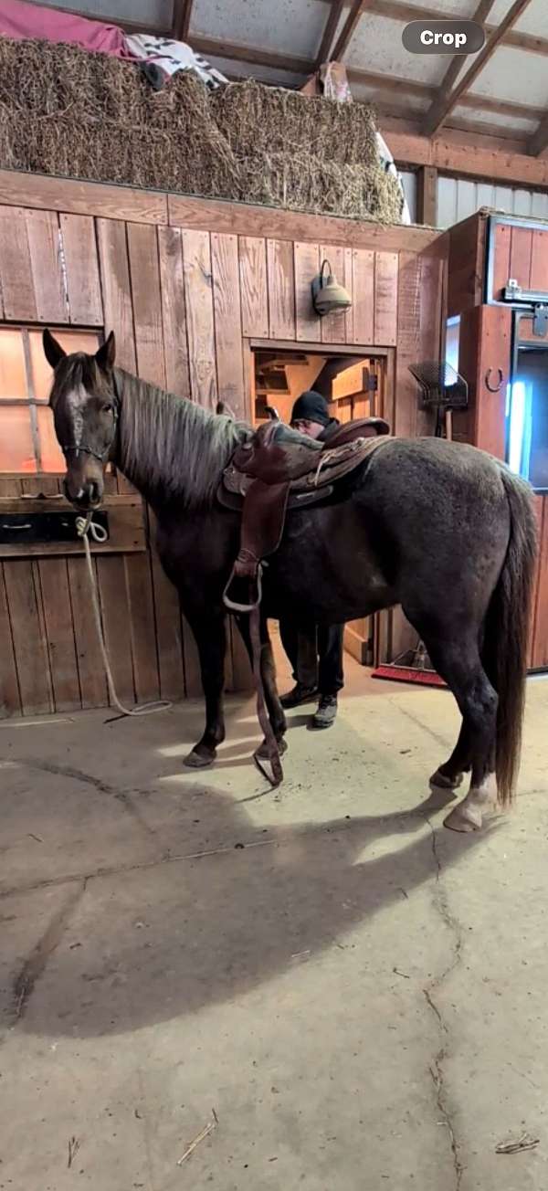dappled-kentucky-mountain-horse