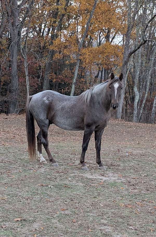 experienced-kentucky-mountain-horse