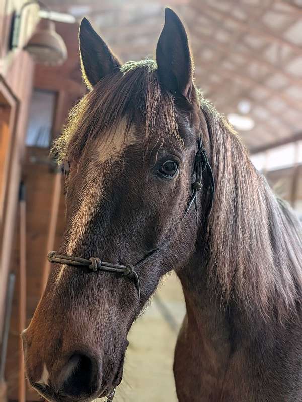 finished-kentucky-mountain-horse