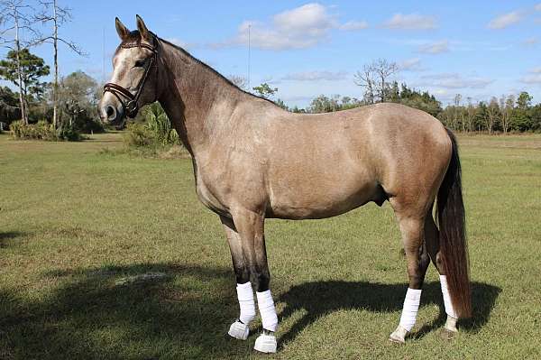 all-around-andalusian-horse