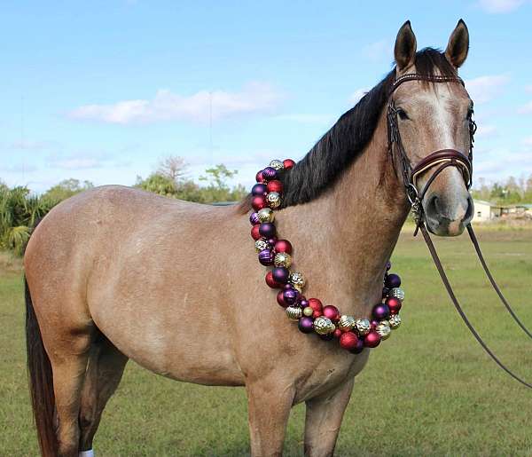 athletic-andalusian-horse