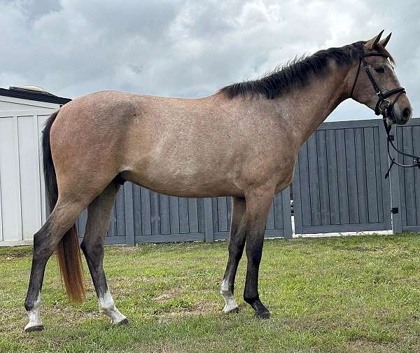 dressage-andalusian-horse