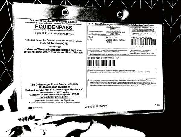 hunt-seat-equitation-andalusian-horse