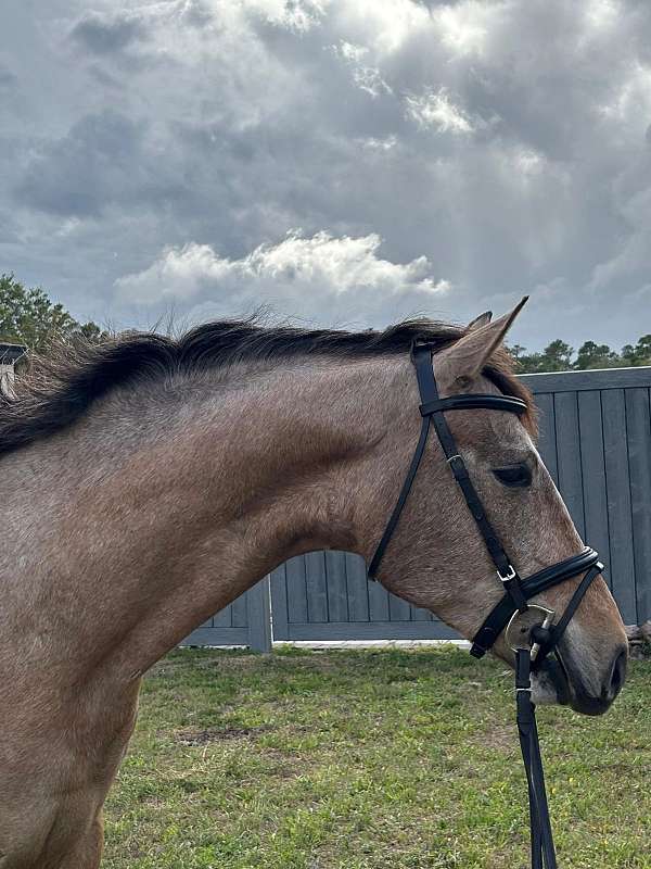 eventing-andalusian-horse