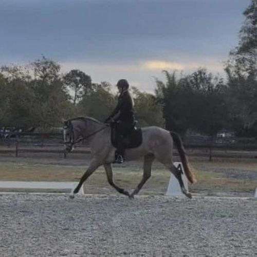 equitation-andalusian-horse