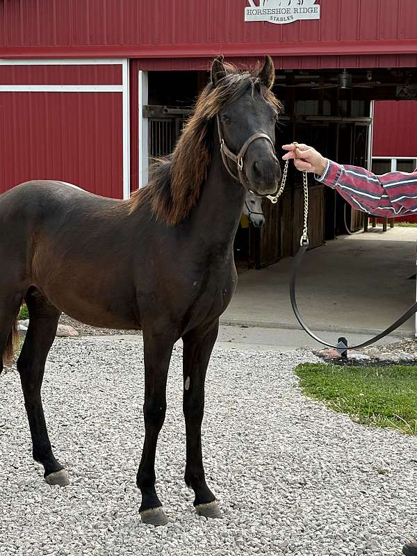 breeding-rocky-mountain-horse