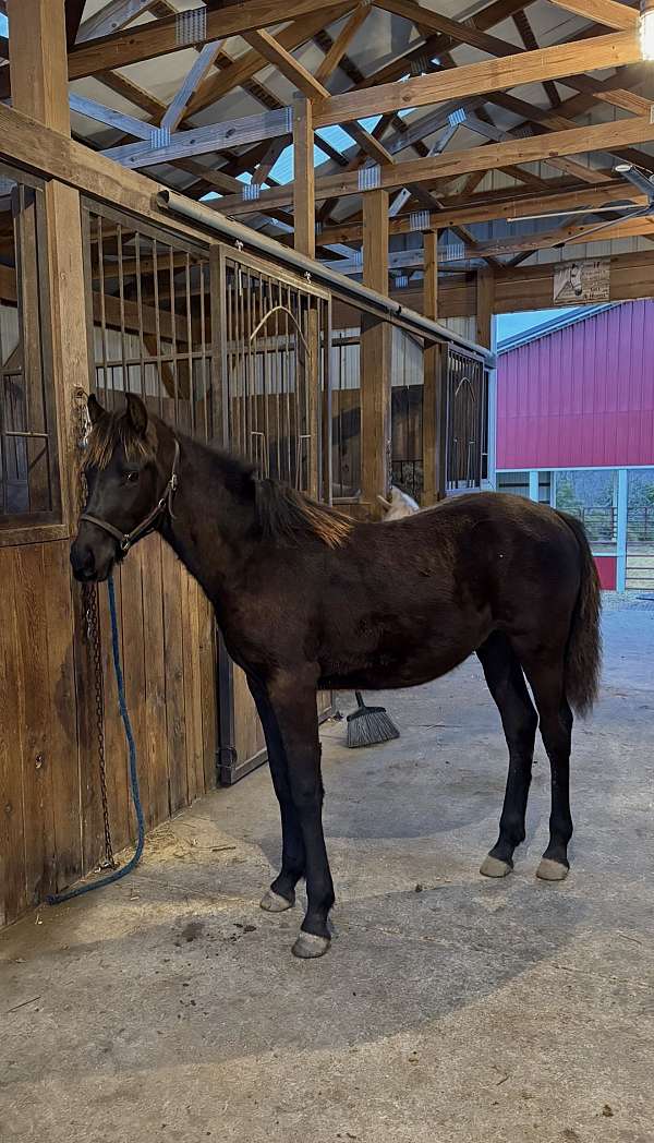 foundation-rocky-mountain-horse