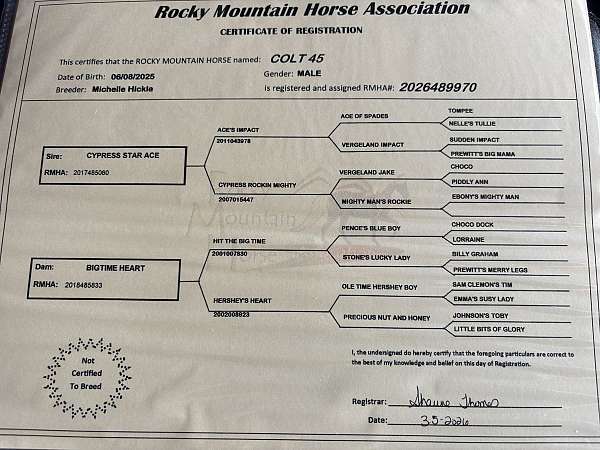 flashy-rocky-mountain-horse