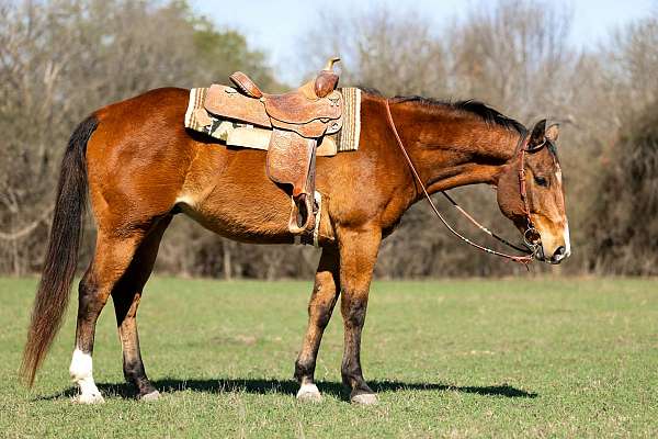 all-around-quarter-horse