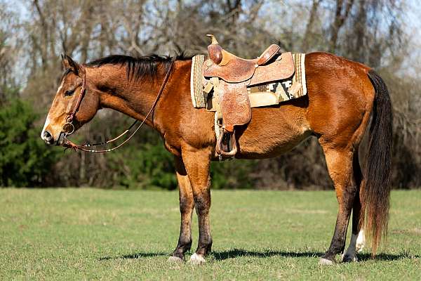 athletic-quarter-horse