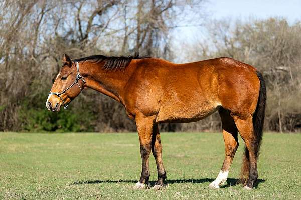 endurance-quarter-horse