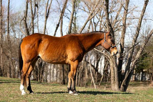 performance-quarter-horse