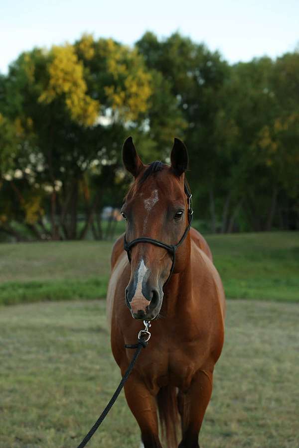 ridden-western-quarter-horse