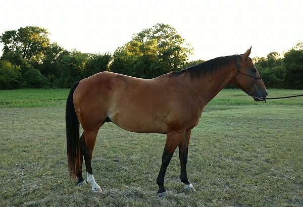 trail-quarter-horse