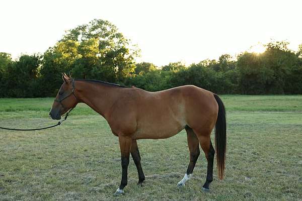 trail-riding-quarter-horse