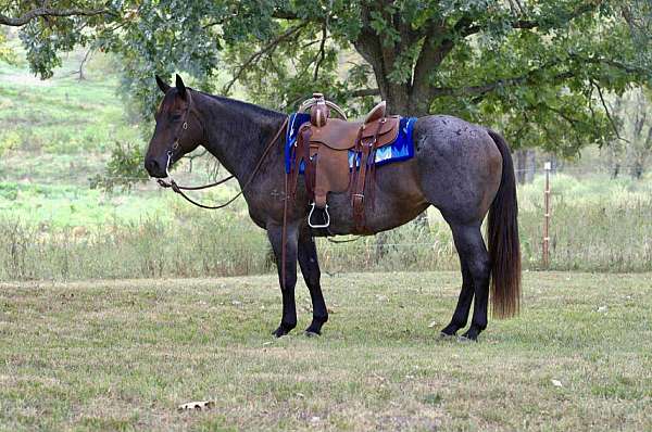 all-around-quarter-horse