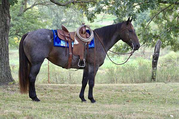 athletic-quarter-horse