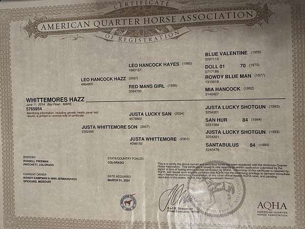 beginner-quarter-horse