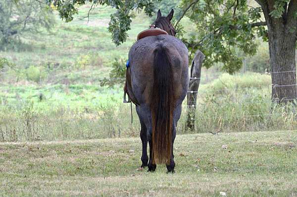 endurance-quarter-horse