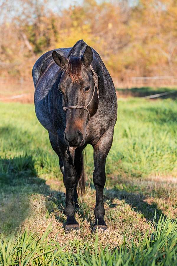 experienced-quarter-horse