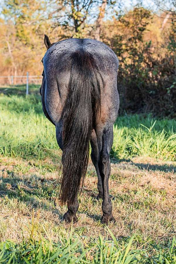 flashy-quarter-horse
