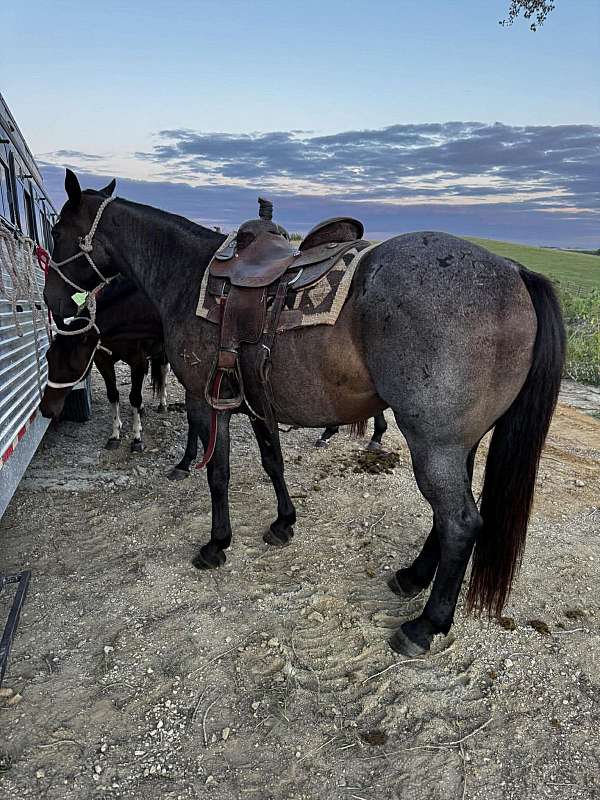 husband-safe-quarter-horse