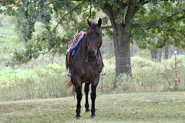 ranch-quarter-horse