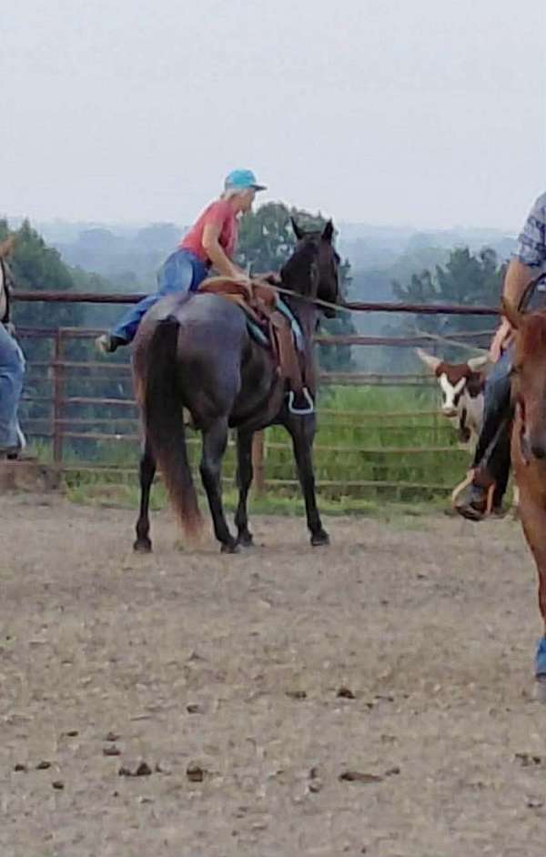 ranch-versatility-quarter-horse