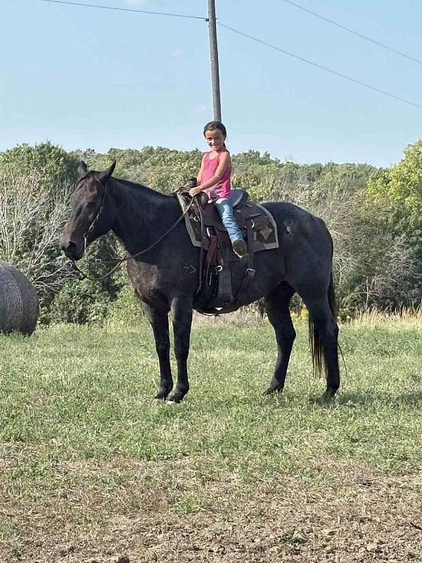 ranch-work-quarter-horse