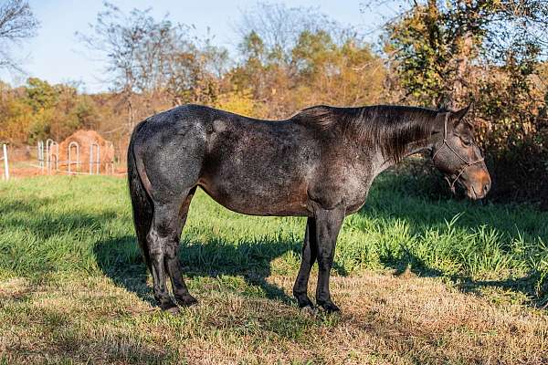ridden-western-quarter-horse
