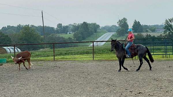 trail-quarter-horse