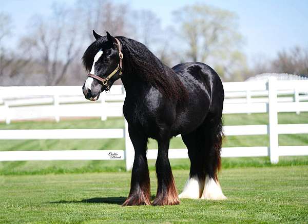 homozygous-black-gypsy-vanner-horse