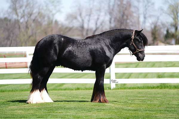 black-gvhs-stallion