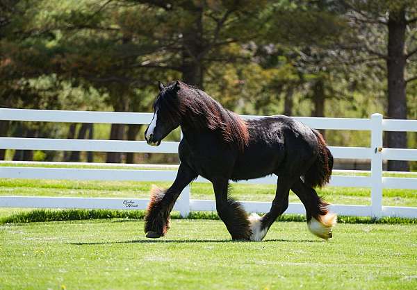black-gypsy-vanner-stallion