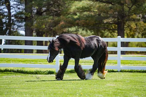 black-homozygous-horse