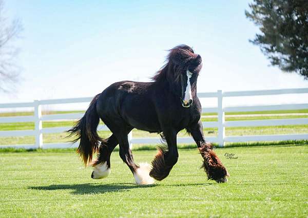 homozygous-black-stallion