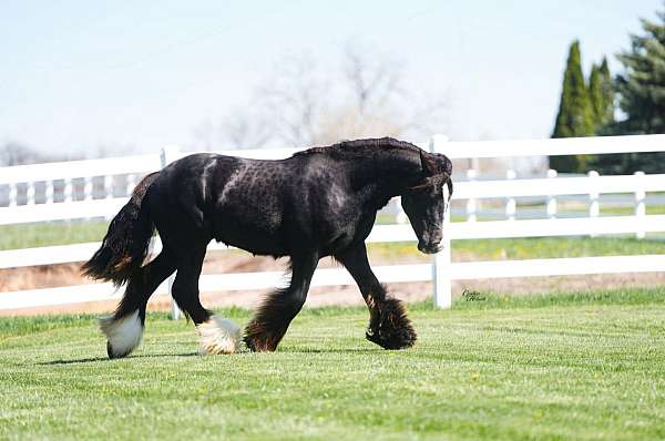 homozygous-black-horse