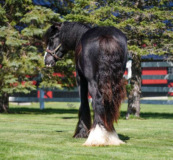 homozygous-black
