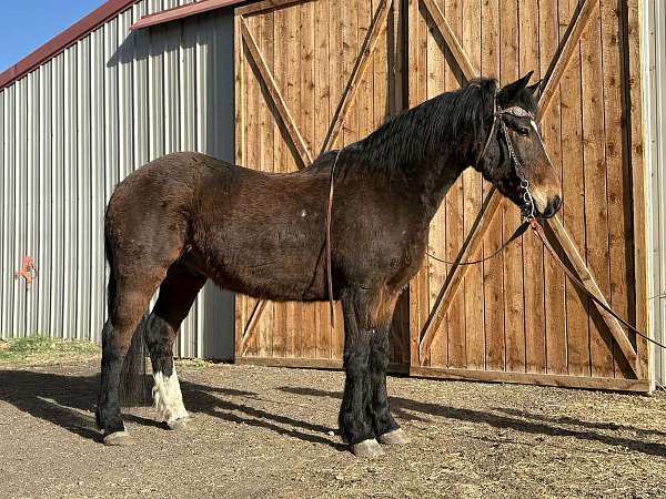 all-around-mustang-horse