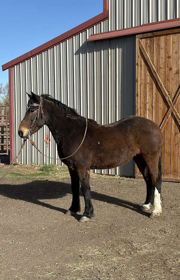 athletic-mustang-horse