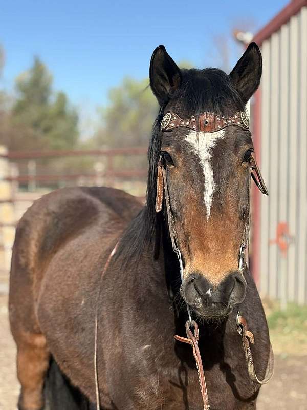 endurance-mustang-horse
