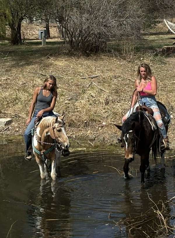 jumping-mustang-horse