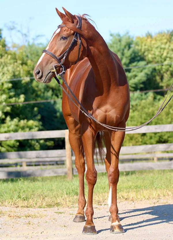 hanoverian-mare-thoroughbred-horse