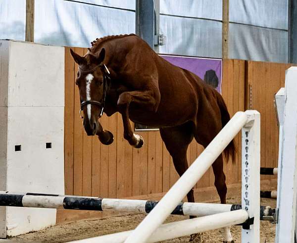 white-hind-pastern-stripe-face-horse