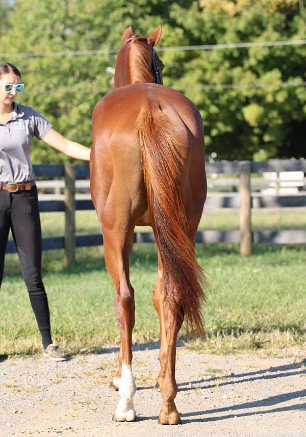 white-hind-pastern-stripe-face
